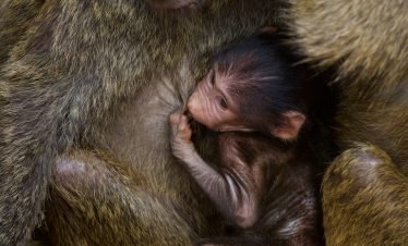 Close-up of a young macaque with brown fur nestled among adult monkeys, showcasing the infant gripping its mother amid dense, warm-toned fur.