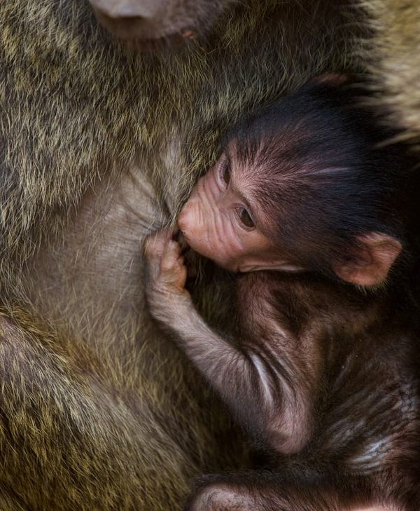 Close-up of a young macaque with brown fur nestled among adult monkeys, showcasing the infant gripping its mother amid dense, warm-toned fur.