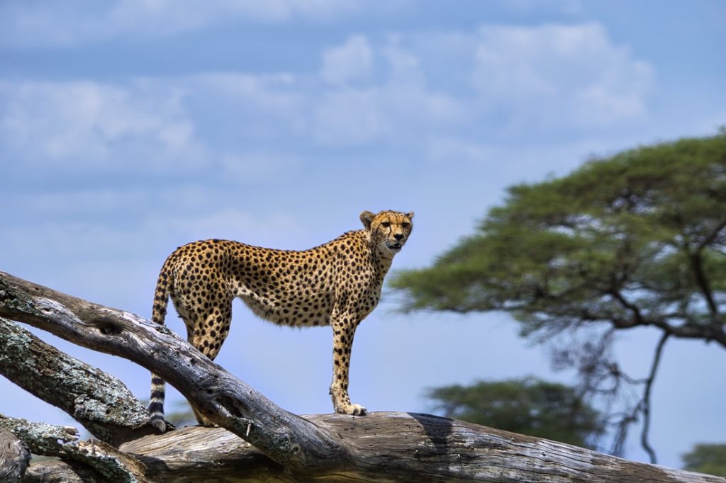 Cheetah with a spotted coat and tan fur standing on a fallen log under a blue sky in Tarangire National Park, Baobabs safari.