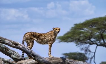 Cheetah with a spotted coat and tan fur standing on a fallen log under a blue sky in Tarangire National Park, Baobabs safari.