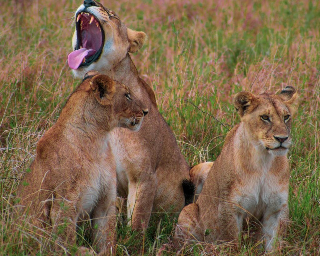 1-Day Lake Manyara Safari with Climb Kilimanjaro and Tanzania Safaris