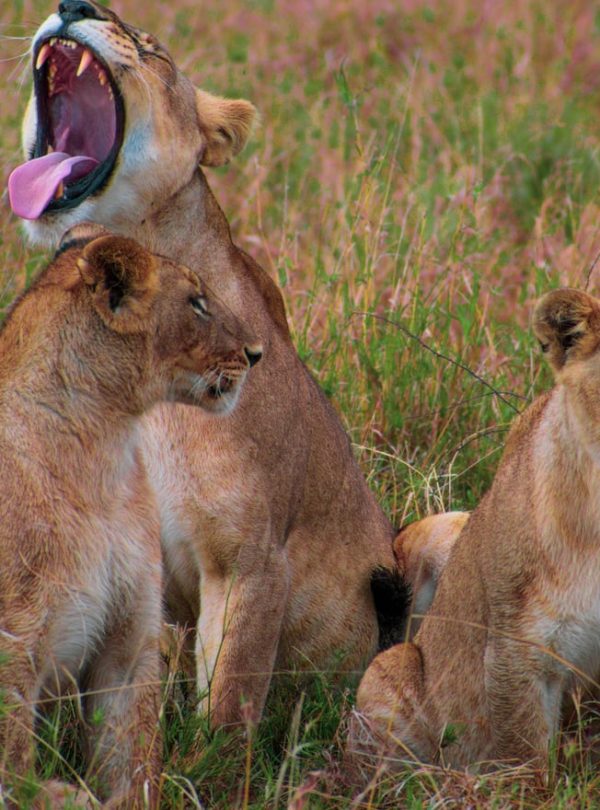 1-Day Lake Manyara Safari with Climb Kilimanjaro and Tanzania Safaris