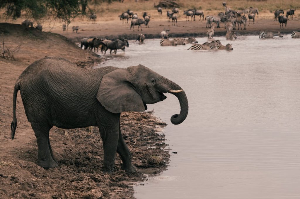 Gray African elephant at the riverbank in Tarangire National Park, Tanzania, drinking from the water while zebras graze nearby and elephants mingle along the shore.