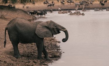 Gray African elephant at the riverbank in Tarangire National Park, Tanzania, drinking from the water while zebras graze nearby and elephants mingle along the shore.