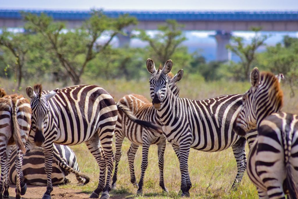 Tarangire Giant Elephants Safari with Climb Kilimanjaro and Tanzania Safaris 4