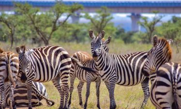 Tarangire Giant Elephants Safari with Climb Kilimanjaro and Tanzania Safaris 4