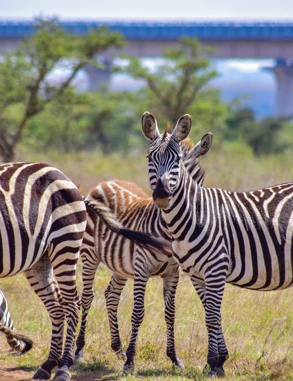 Tarangire Giant Elephants Safari with Climb Kilimanjaro and Tanzania Safaris 4