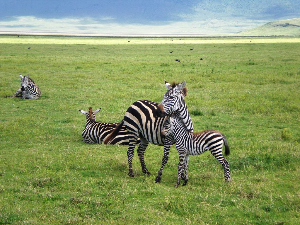 3-Day Serengeti and Ngorongoro Budget camping safari 7