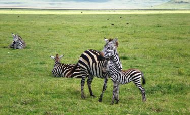 3-Day Serengeti and Ngorongoro Budget camping safari 7