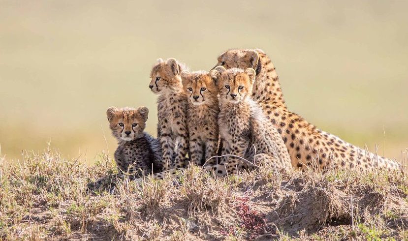 4-Day Tarangire, Serengeti & Ngorongoro Budget camping safari