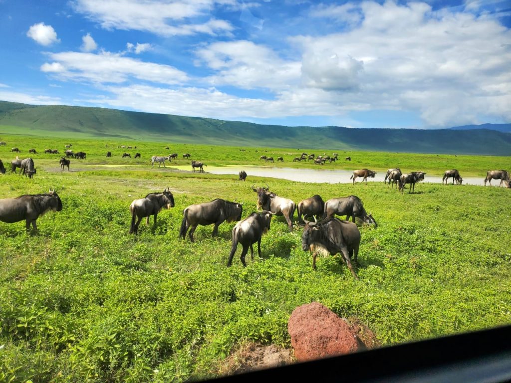 3-Day Serengeti and Ngorongoro Budget camping safari 5