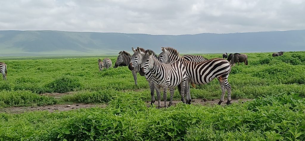 3-Day Serengeti and Ngorongoro Budget camping safari 6