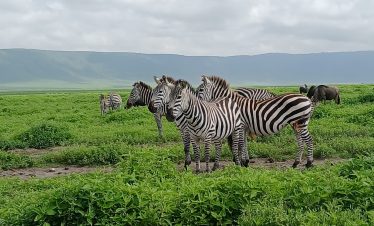 3-Day Serengeti and Ngorongoro Budget camping safari 6