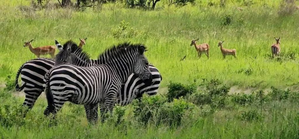 5-Day Tanzania Budget Camping Safari