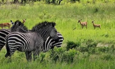 5-Day Tanzania Budget Camping Safari