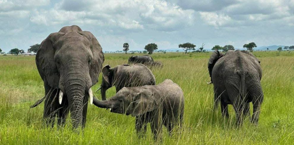 5-Day Tanzania Budget Camping Safari