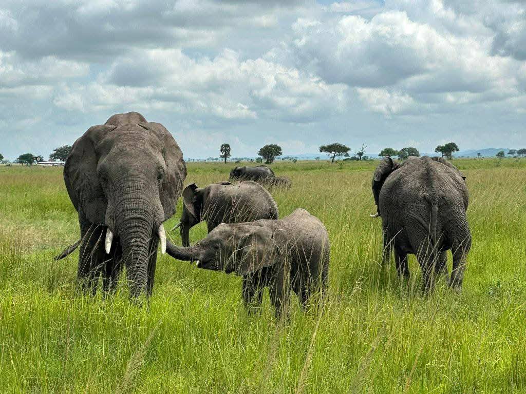 5-Day Tanzania Budget Camping Safari