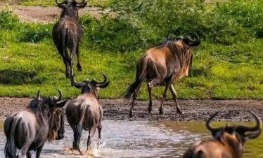 5-Day Tanzania Budget Camping Safari
