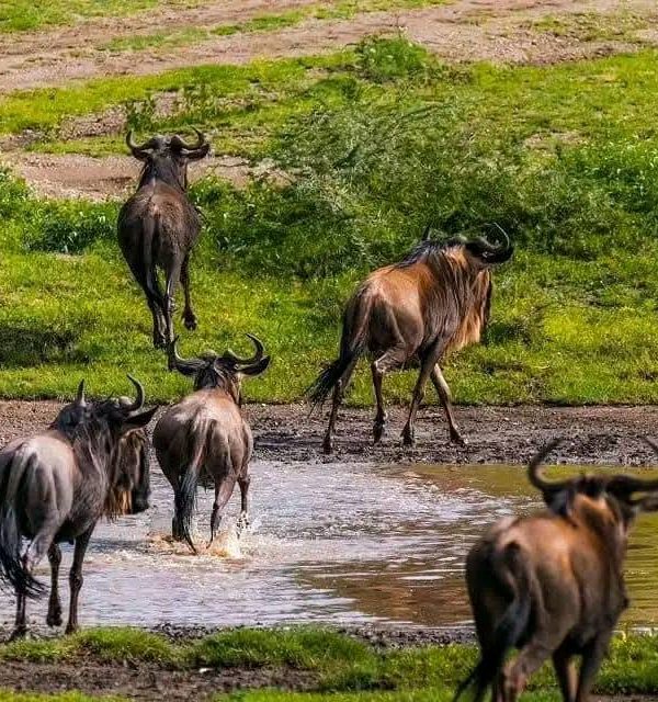 5-Day Tanzania Budget Camping Safari