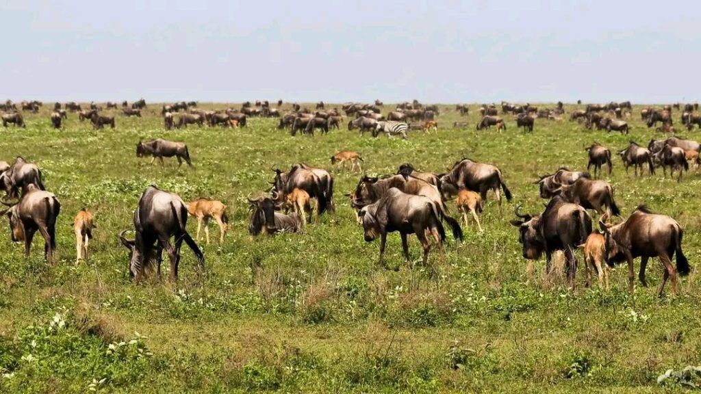 5-Day Tanzania Budget Camping Safari