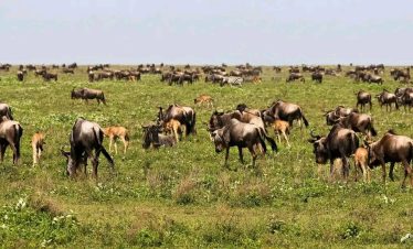 5-Day Tanzania Budget Camping Safari