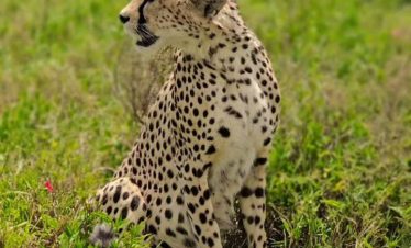 5-Day Tanzania Budget Camping Safari