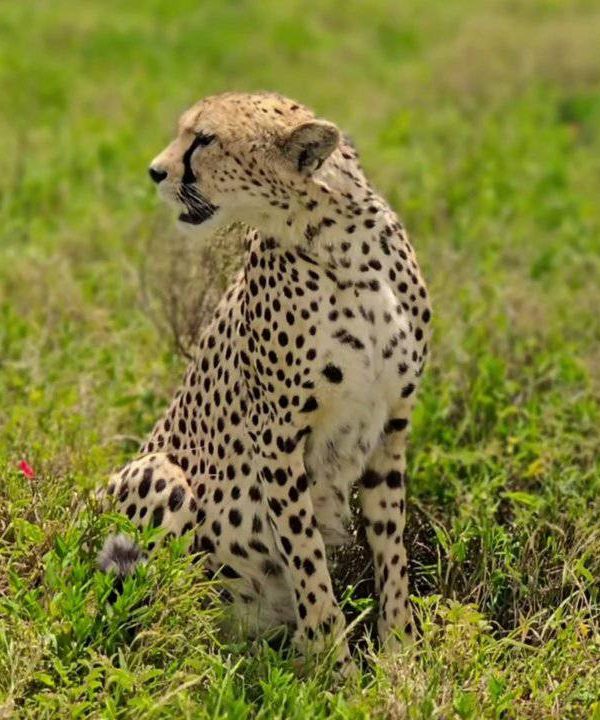 5-Day Tanzania Budget Camping Safari