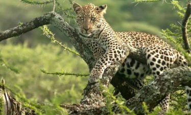 4-Day Tarangire, Serengeti & Ngorongoro Budget camping safari