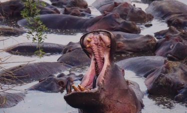 4-Day Tarangire, Serengeti & Ngorongoro Budget camping safari