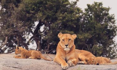 4-Day Tarangire, Serengeti & Ngorongoro Budget camping safari