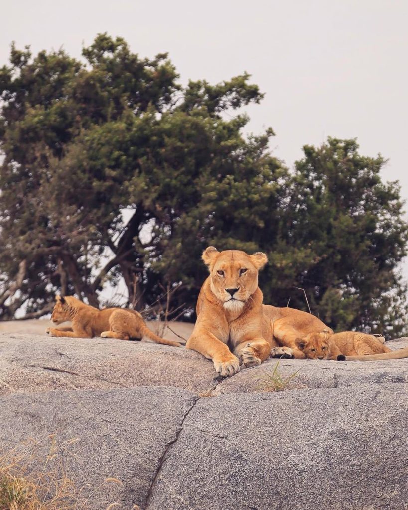 4-Day Tarangire, Serengeti & Ngorongoro Budget camping safari