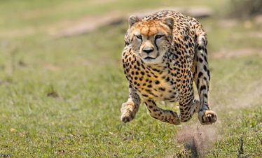 3-Day Serengeti and Ngorongoro Budget camping safari 9