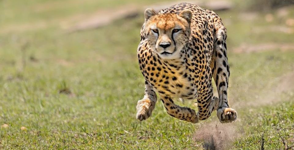 3-Day Serengeti and Ngorongoro Budget camping safari 9