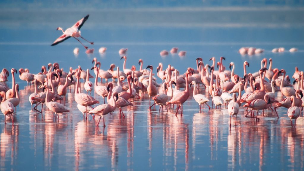 2-Day Tanzania Safari Lake Manyara
