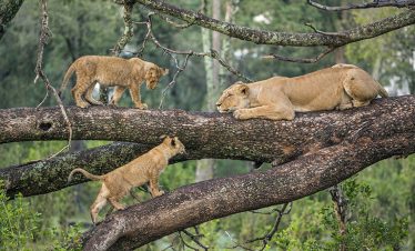 2-Day Tanzania Safari Lake Manyara