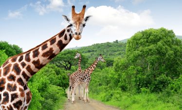 2-Day Tanzania Safari Lake Manyara