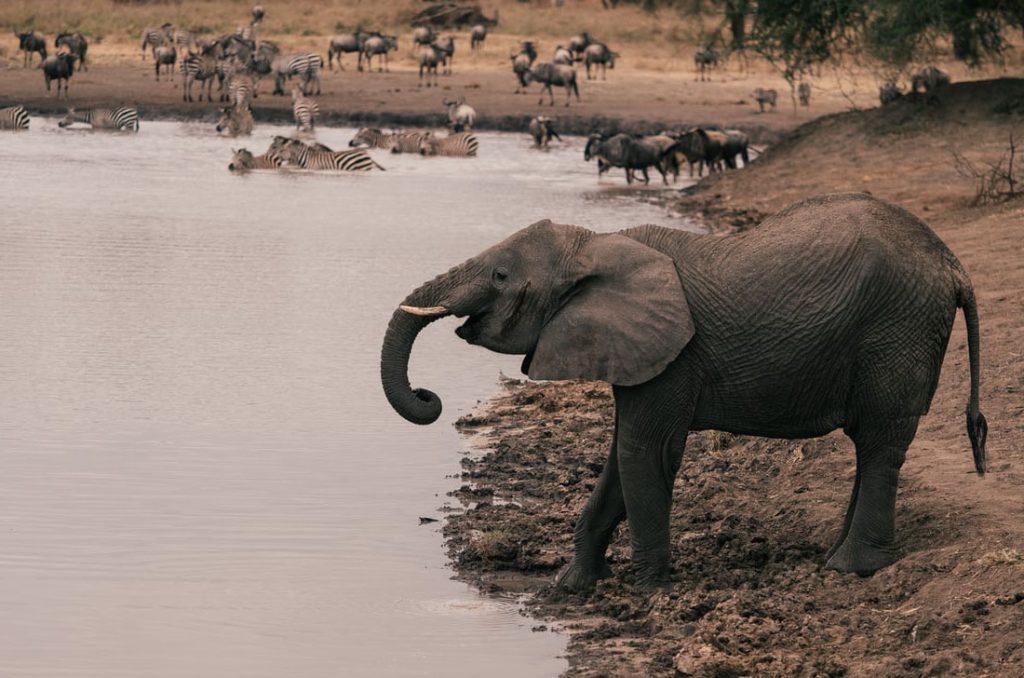 5-Day Tanzania Budget Camping Safari