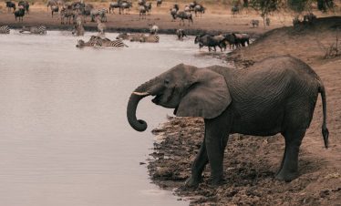 5-Day Tanzania Budget Camping Safari