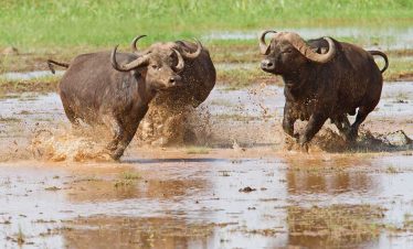 2-Day Tanzania Safari Lake Manyara