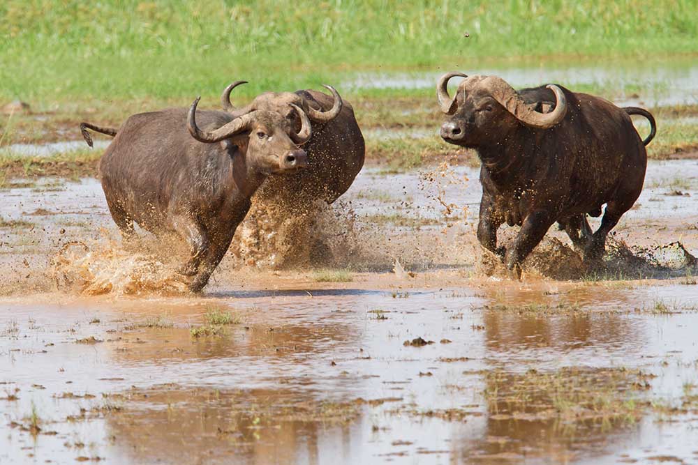 2-Day Tanzania Safari Lake Manyara