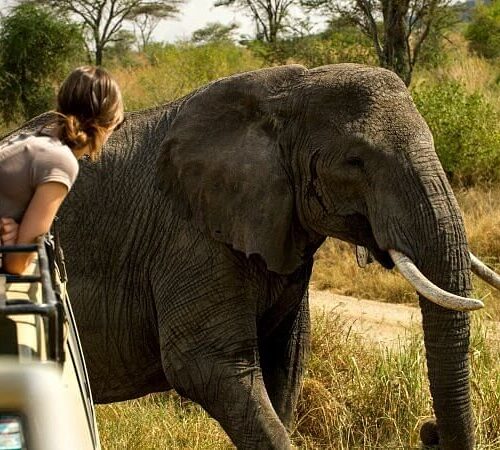 Safari de Tanzania de 2 días con elefantes gigantes