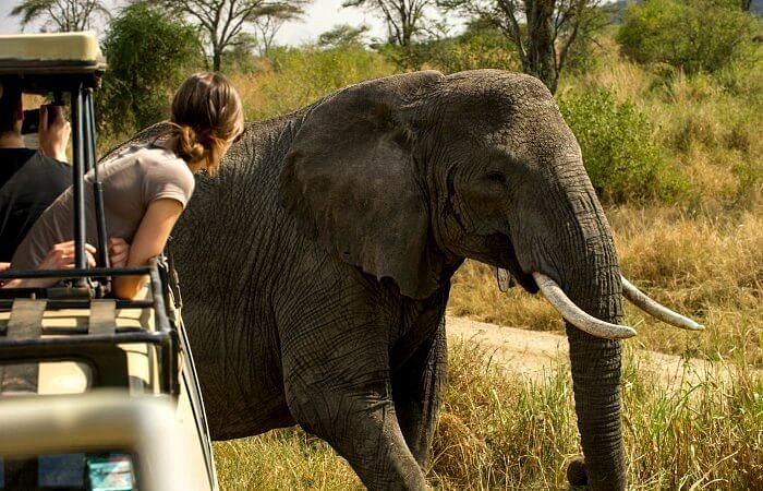 2 day Tanzania safari giant tuskers