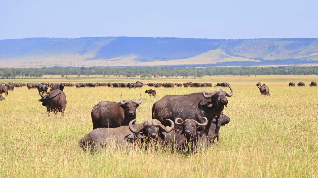 3-Day Serengeti and Ngorongoro Budget camping safari