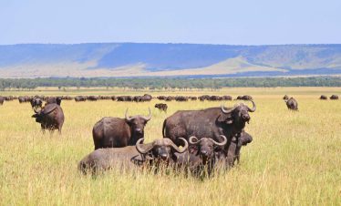 3-Day Serengeti and Ngorongoro Budget camping safari