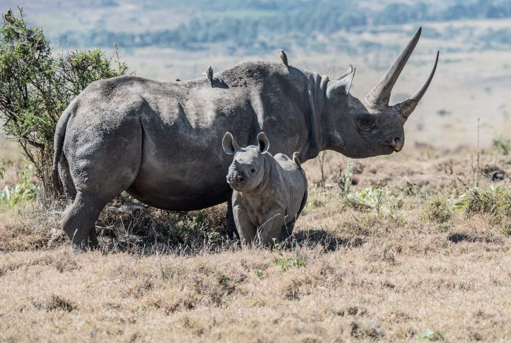 3-Day Serengeti and Ngorongoro Budget camping safari 3