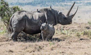 3-Day Serengeti and Ngorongoro Budget camping safari 3
