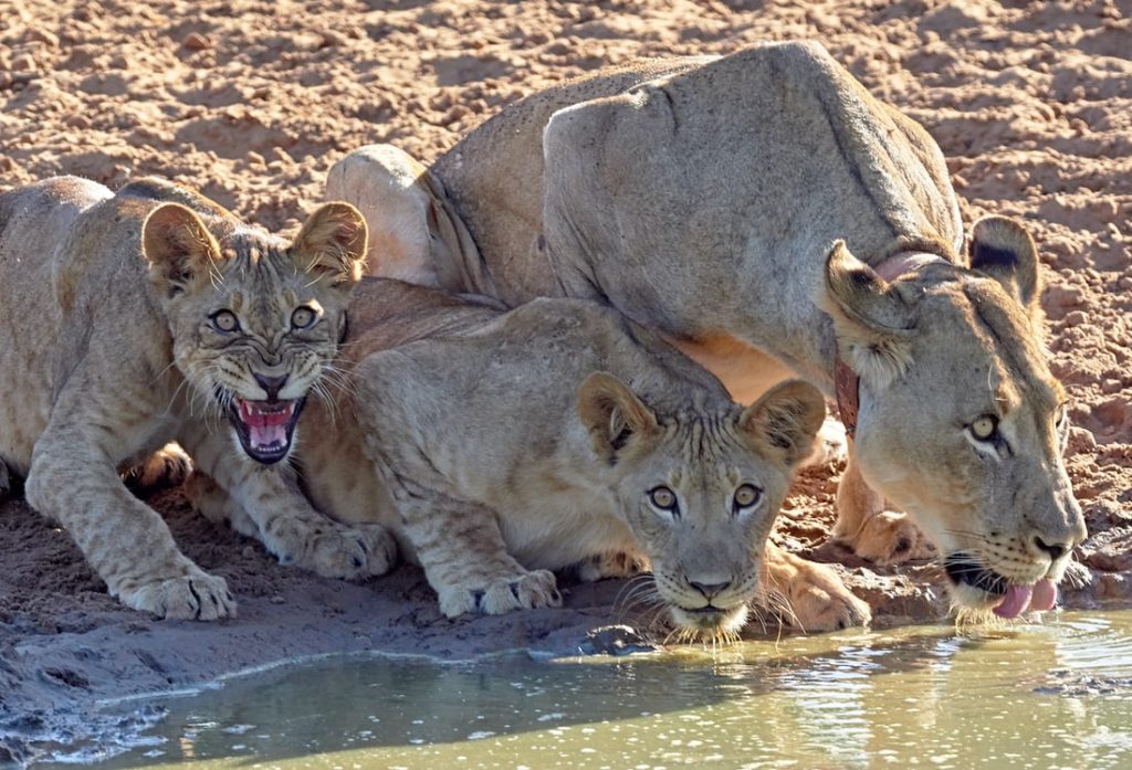 3-Day Serengeti and Ngorongoro Budget camping safari 8