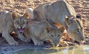 3-Day Serengeti and Ngorongoro Budget camping safari 8