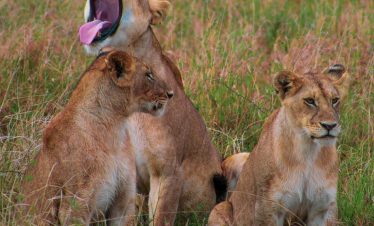 2-Day Tanzania Safari Lake Manyara