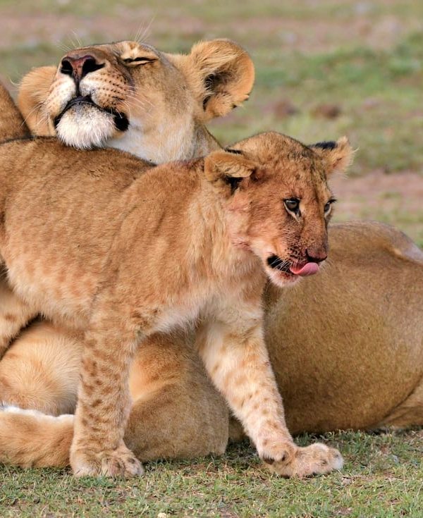 Safari de Tanzania de 2 días por el lago Manyara